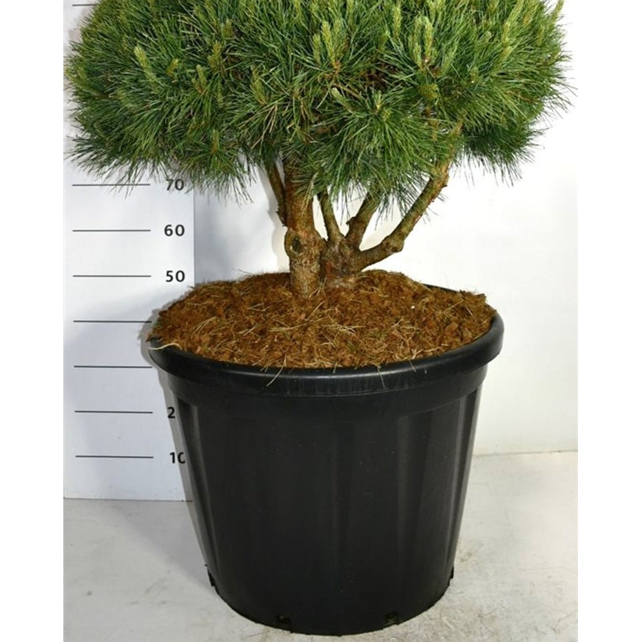 Tall – Pinus sylvestris 'Watereri' - C110 60-80 cm. Parasol